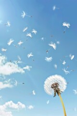 Close up of delicate dandelion seed texture against soft blue sky for search relevance