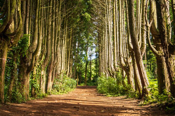 제주도 아침 햇살 숲길