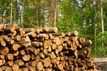 Stack of Logs in a Forest