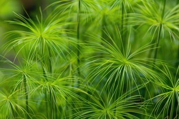 A detailed shot of various green plants, perfect for use in designs where natural elements are desired