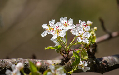 White flowers of fruit plants in nature in spring.