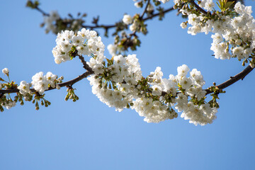 White flowers of fruit plants in nature in spring.