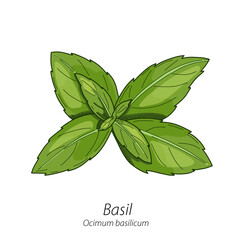 Basil Kitchen Herb Colorful Vector Hand Drawn Illustration