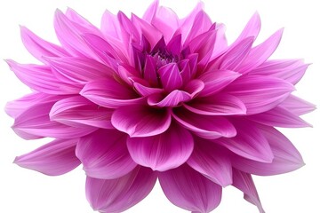 Fototapeta premium Purple flower with layered petals on white background, minimalist design with shallow depth of field