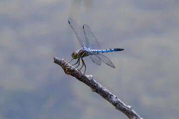 池の近くに生息している綺麗な水色のトンボ シオヤトンボ © 福田 浩志 - Koji Fukuta