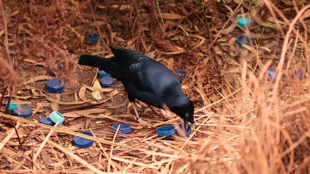 Satin Bowerbird Displaying Blue Objects