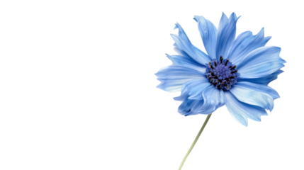 Blue flower on white background