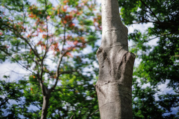 tree bark texture in green forest park with morning sunlight, beautiful bokeh for background, shallow depth of field