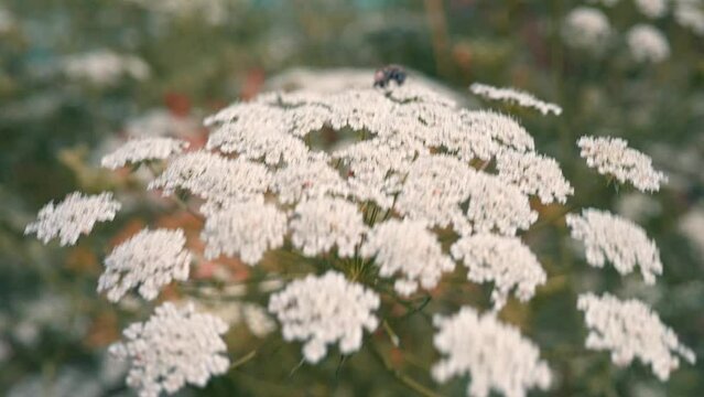 Fiore del vescovo