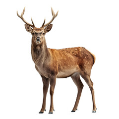 Obraz premium Deer on transparent background