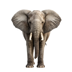 Elephant on transparent background