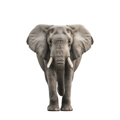 Fototapeta premium Elephant on transparent background