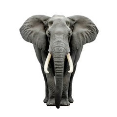 Fototapeta premium Elephant on transparent background