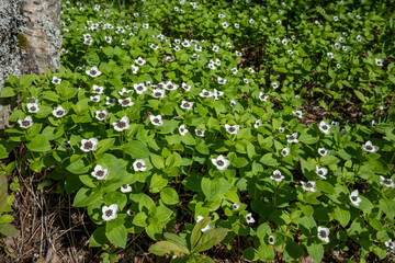 The dwarf cornel (Cornus suecica) blooming