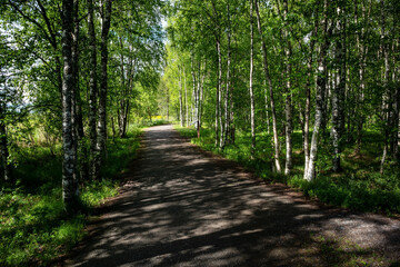 Fototapeta premium a path passing through a birch forest in Liminka Bay, Finland