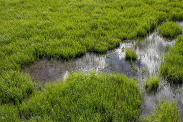 wet green swamp background in Liminka Bay, Finland
