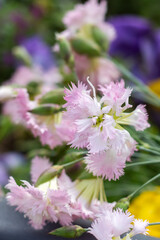 Obraz premium Pink and white flowers with yellow flowers in the background
