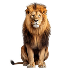 Lion on transparent background