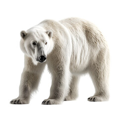 Polar bear on transparent background