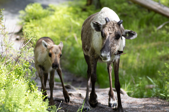 Muttertier mit Renkalb in freier Wildbahn in Finnland, Oulanka Nationalpark - Rentiere