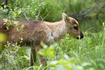 Junges Rentier im finnischen Wald in freier Wildbahn Jungtier