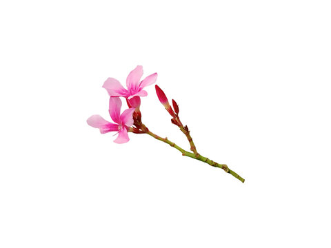 Isolated image of pink nerium olander flowers isolated on png file on transparent background.