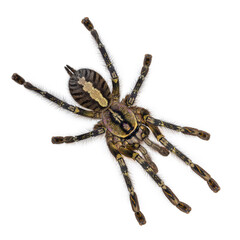 Female Poecilotheria ornata aka fringed ornamental tarantula or Ornate tiger spider. Top view on white background.