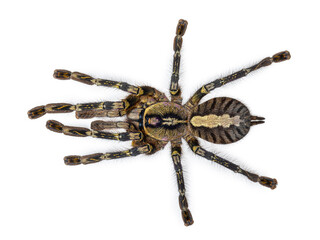 Female Poecilotheria ornata aka fringed ornamental tarantula or Ornate tiger spider. Top view on white background.