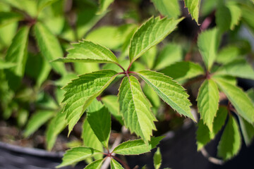 Detailed view of a plant featuring numerous lush green leaves