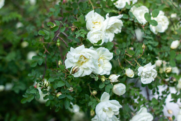 A bush characterized by white flowers and green leaves in the Rose family