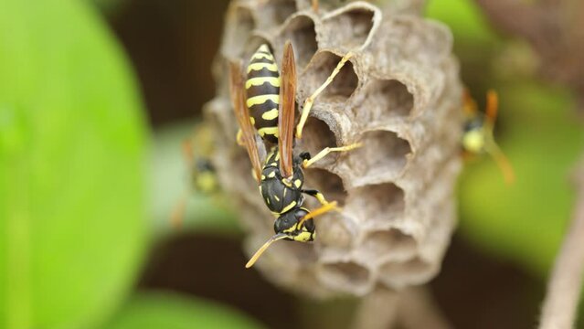 construction de nid de gu&ecirc;pes de papier europ&eacute;en (Polistes dominula)