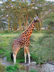 close up of  a masai giraffe  crossing a stream and munching on leaves in the forest in lake manyara park national park, tanzania, east  africa  