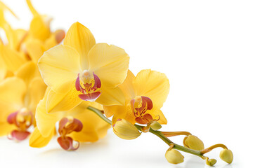 yellow orchid flowers on white background