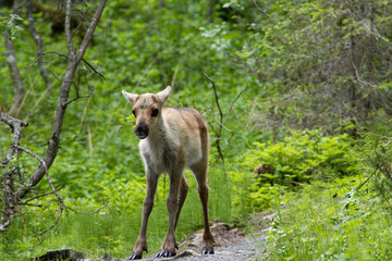 Rentier Renkalb in freier Natur Finnland Kleine Bärenrunde