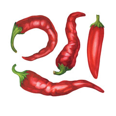 Set aromatic culinary spice, ripe hot peppers - red chili. Watercolor hand drawn painting illustration isolated on a white background.