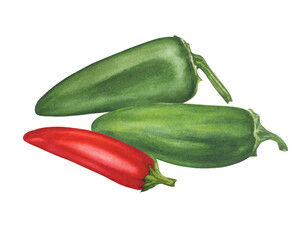 A group of aromatic culinary spice, ripe hot pepper jalapeno. Watercolor hand drawn painting illustration isolated on a white background.
