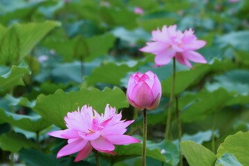 Obraz premium a - beautiful lotus- photo 
