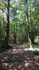 Obraz premium 青木ヶ原樹海