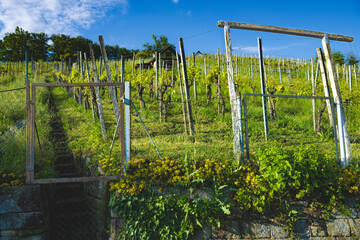 Vineyard in spring - view over the fence, taken near Stuttgart, southern Germany.
