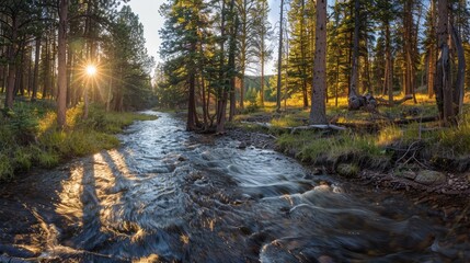 A flowing creek flows through a dense pine forest with the afternoon sunlight filtering through the trees glistening on the surface of the water. They are more prominent along the stream banks.