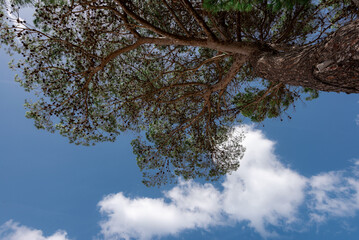 Blick durch die Baumkrone in den blauen Himmel