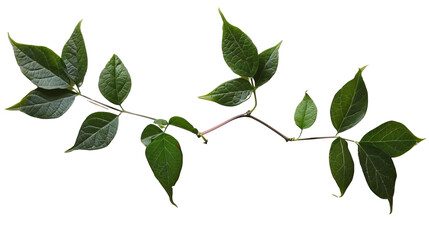 Naklejka premium Cayratia on a transparent background