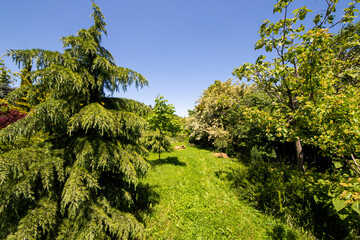 Garden in house yard