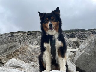 Hund