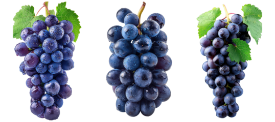Three clusters of ripe and juicy purple grapes with green leaves isolated on a Transparent Background , perfect for wine, fruit, and healthy eating concepts .