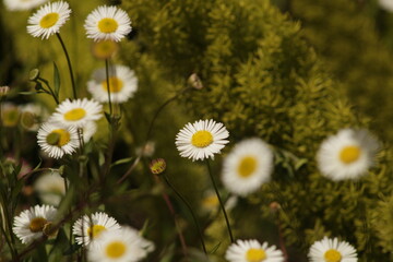 Obraz premium Daisies on Catalina Island