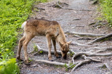 Naklejka premium Rentier Kitz im Sommer Finnland Wald