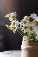 White daisies, chamomile flowers in wooden barrel on black background with sun rays