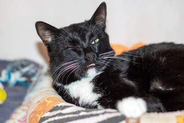 A Bombay cat with yellow eyes is relaxing on a bed