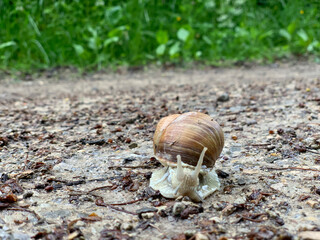 A snail crawls slowly along a dirt path in a forest, surrounded by green foliage